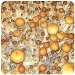 Псилоцибиновые (галлюциногенные)  грибы Psilocybin "Golden Teacher" в Анапе