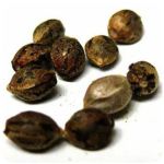 Семена марихуаны АК-47  (Seeds AK-47) в Анапе